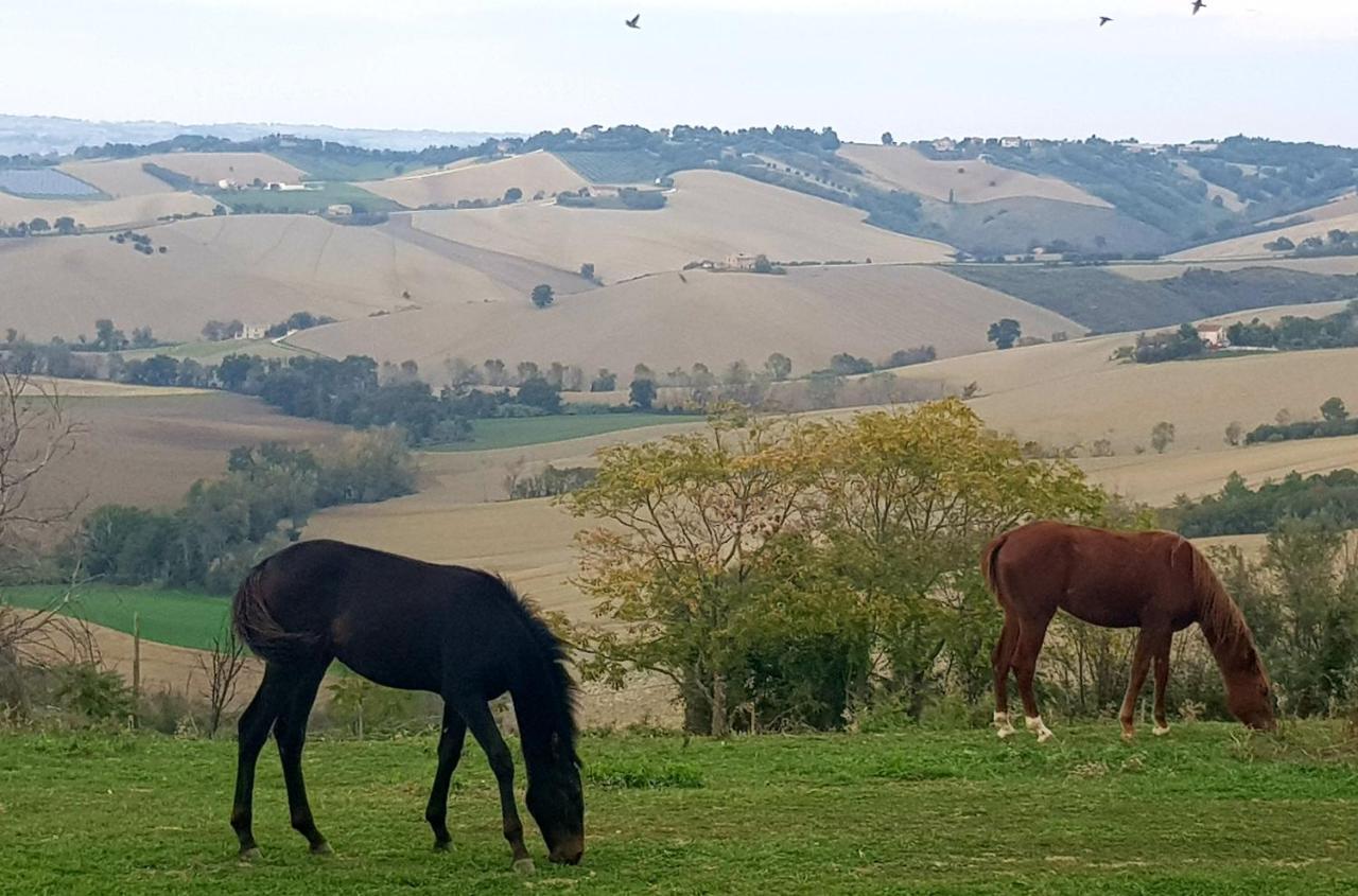 Vila La Collina Dei Cavalieri Belvedere Ostrense Exteriér fotografie